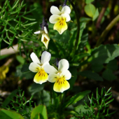 Fialka trojfarebná (Viola tricolor L. emend. F. W. Schmidt)