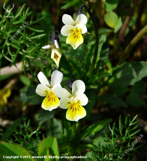 Fialka trojfarebná (Viola tricolor L. emend. F. W. Schmidt)