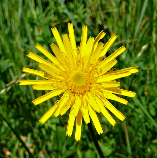 Ako malé slniečko.....