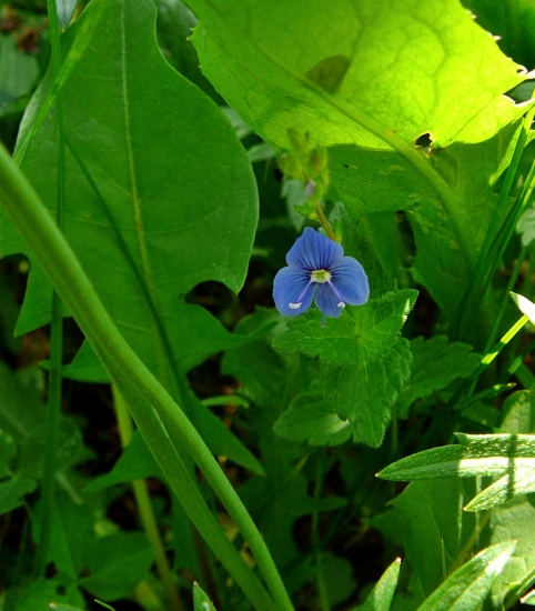 Moja menovkyňa  :D .....