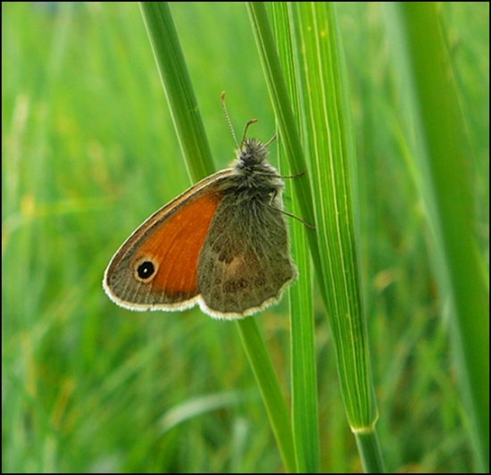 Ako reklama na Orange :D ......