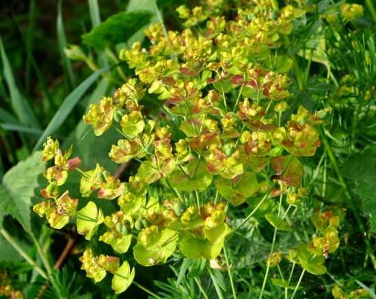 Žltočervená burinka :D .......