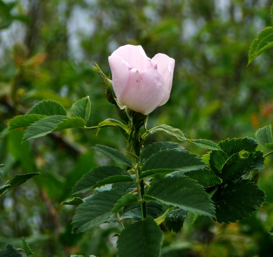 Šípová Ruženka... :)