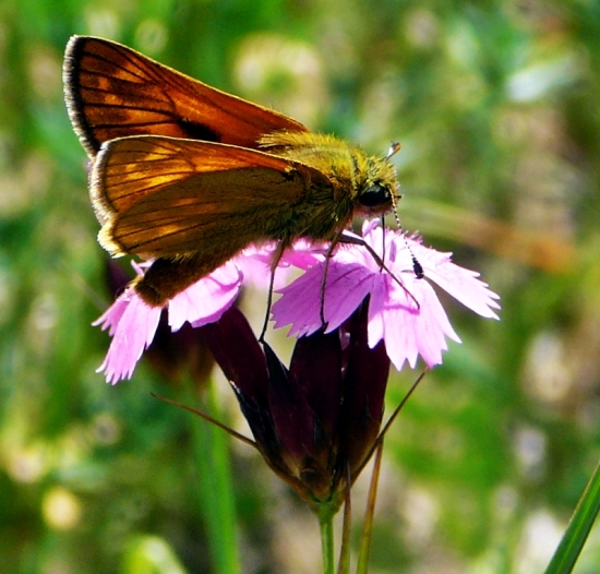 Zas mi všetko včely vycucali!....... :D