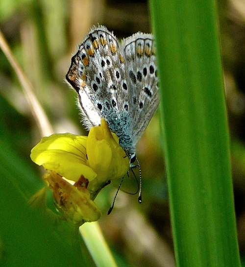 Modráčik ďatelinový...