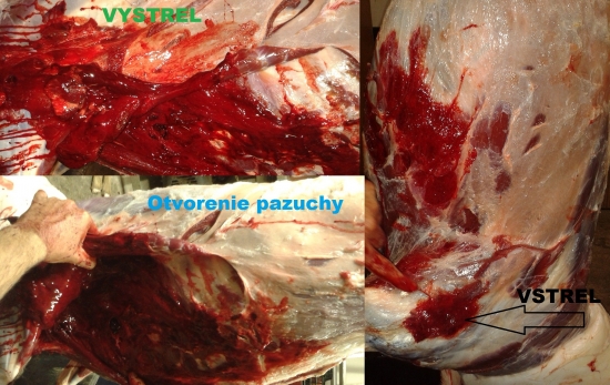 Winchester accubontCT 30-06