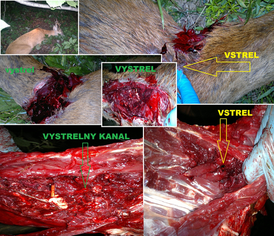 Hornady Z-Max 223rem