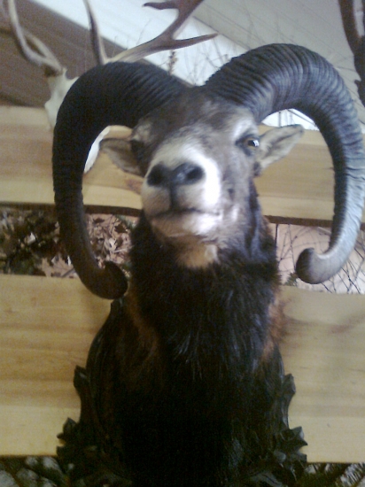 Poľovnícka výstava