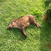 slabučke diviaca