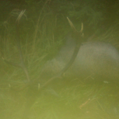 kamaratov vaňovský vychodený