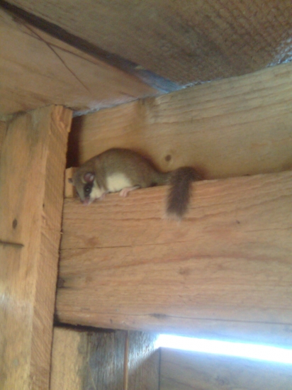 pozorovateľ pozorovateľa na posede