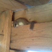 pozorovateľ pozorovateľa na posede