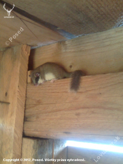 pozorovateľ pozorovateľa na posede