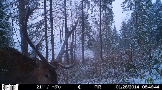 Jeleň 3-vek. triedy
