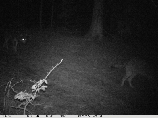 Pravidelný prechod vlkov