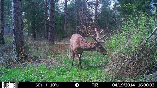 Rast nového parožia