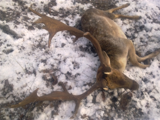 utlknutý druhými danielmi