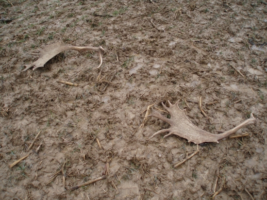 Zlatý par-185bodov -2013