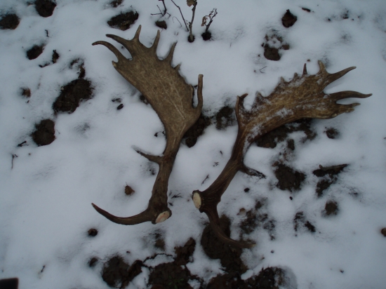 Zlatý pár-191bodov