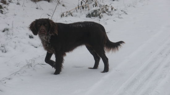 Juddy  Lanferove polia