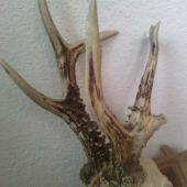 Srnčia trofej
