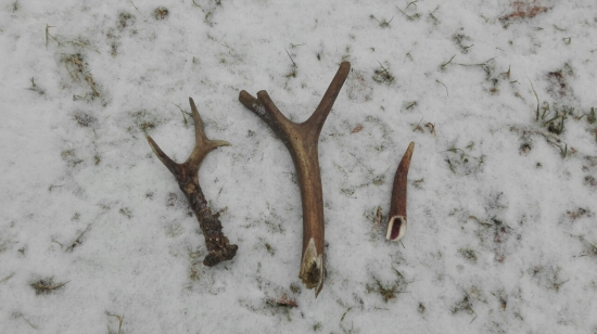 Asi včerajší súboj...