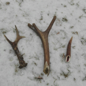 Asi včerajší súboj...