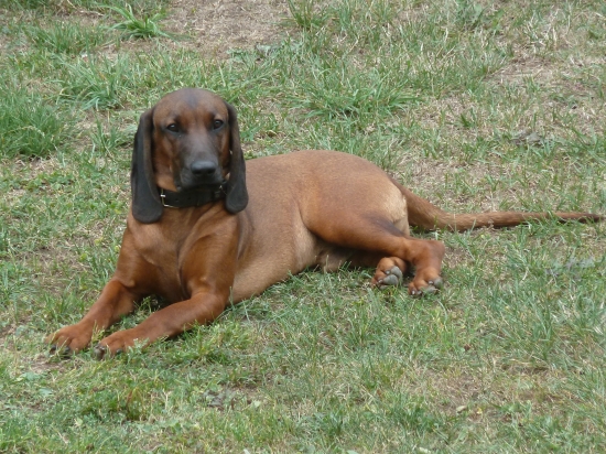 ARON z Pánskej pažite