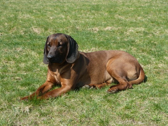 ARON z Pánskej pažite