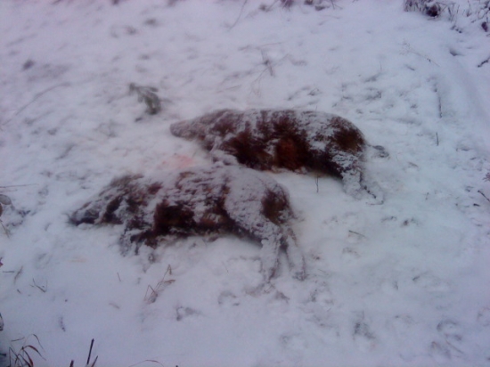 štefánska poľovačka