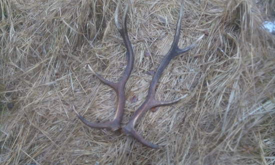 pošťastil sa osmak 90cm