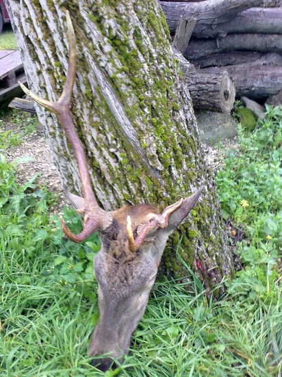 Detail rarity II. v.t.