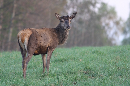 Cervus elaphus