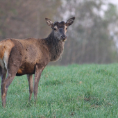 Cervus elaphus
