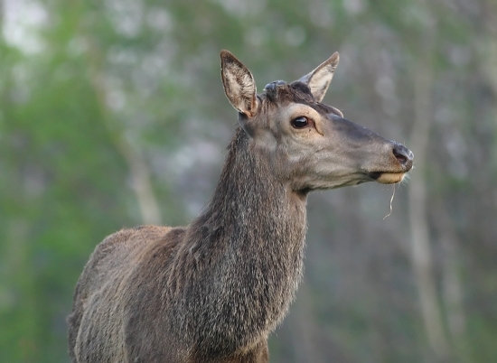 Cervus elaphus