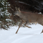 Na rannej prechádzke