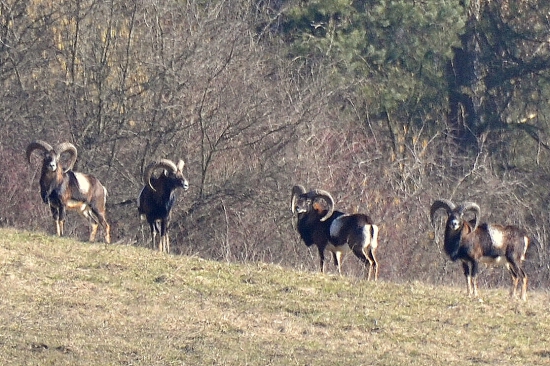...čo kus,to kov...