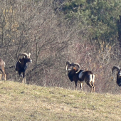 ...čo kus,to kov...
