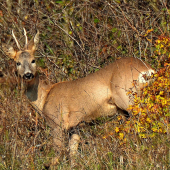 Túto sezónu prežil.
