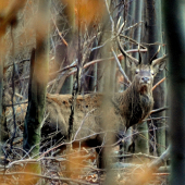 Osmorák z tyčkoviny.