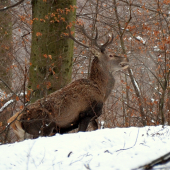 Už mám toho plné ratice.