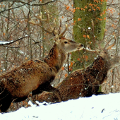 Dedo už podraďuje.