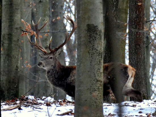 Kráľ-šedivá brada.