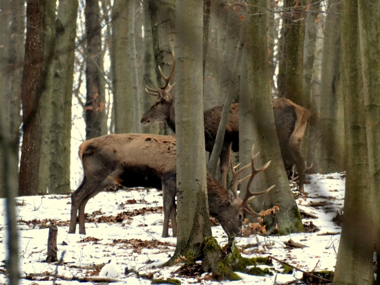 Zber bukvíc.