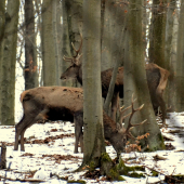 Zber bukvíc.