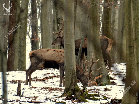 Zber bukvíc.