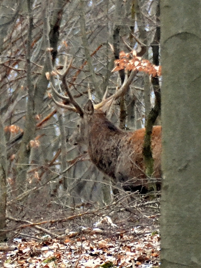 Húštinový kráľ.