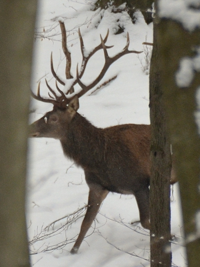Slovenský wapiti.