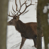 Slovenský wapiti.