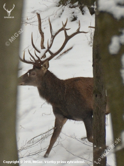 Slovenský wapiti.